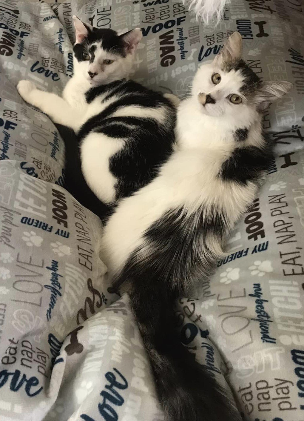adoptable Cat in Fort Lauderdale, FL named Belle and Bandit