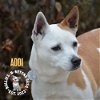 adoptable Dog in  named Addi