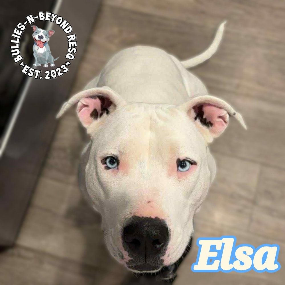 Elsa Image