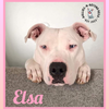 Elsa - Photo 2