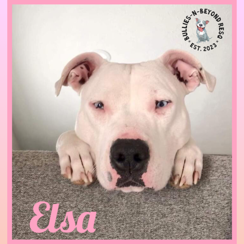 ELSA - Pit Bull Terrier available for adoption