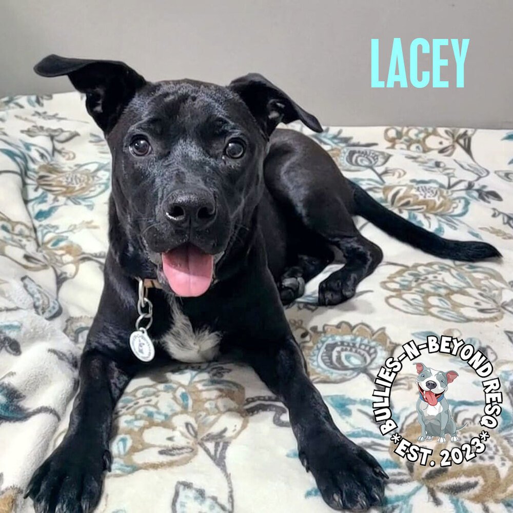 adoptable Dog in Omaha, NE named Lacey