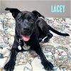 adoptable Dog in , NE named Lacey