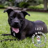 adoptable Dog in , NE named Lacey