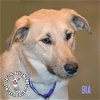 adoptable Dog in  named Bia
