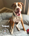 adoptable Dog in  named Topaz