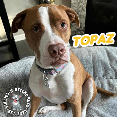 picture of the dog needing adoption
