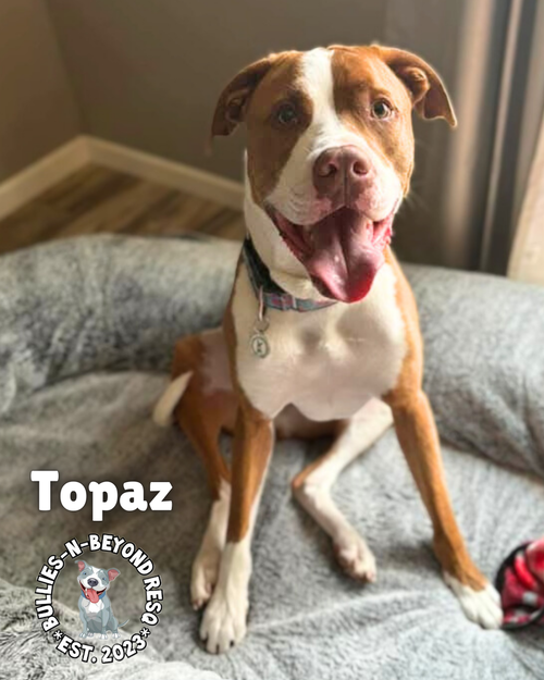 TOPAZ - American Bulldog available for adoption