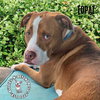 Topaz - Photo 4