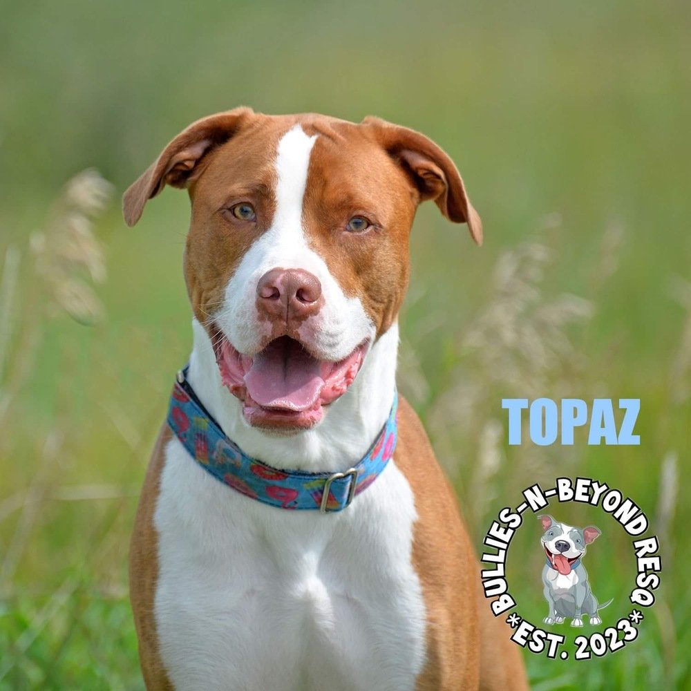 adoptable Dog in Omaha, NE named Topaz