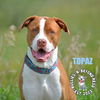 adoptable Dog in , NE named Topaz