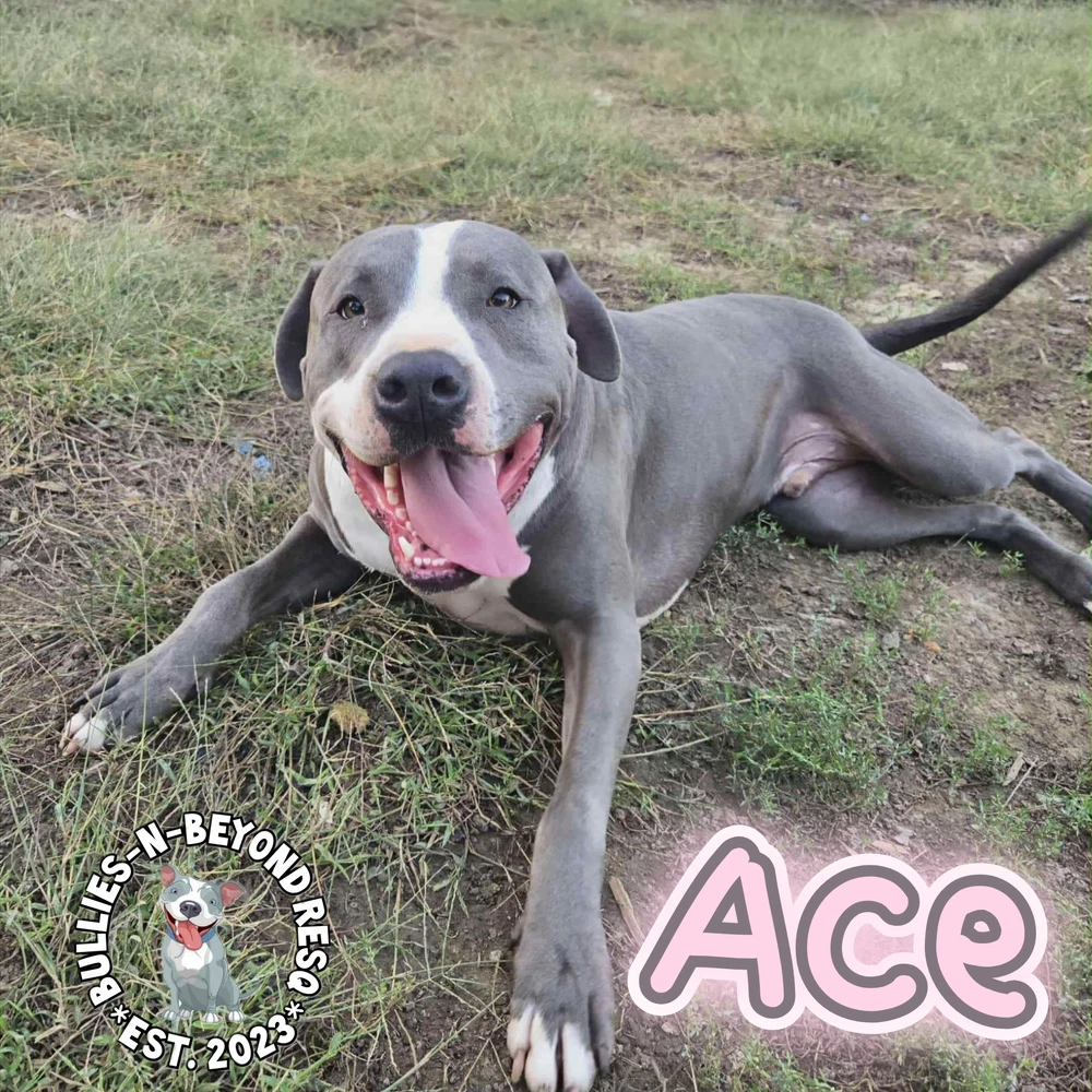 Ace