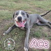 Ace - Photo 1