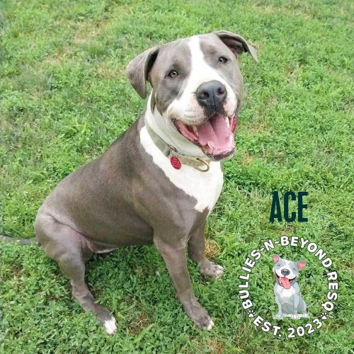Photo 3 of Ace