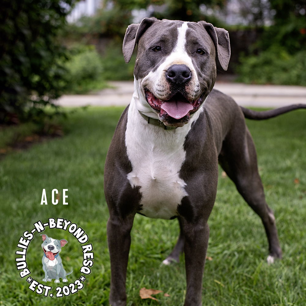 adoptable Dog in Omaha, NE named Ace