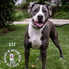 adoptable Dog in  named Ace