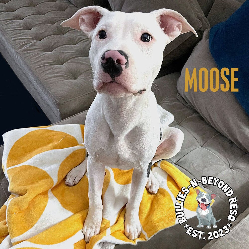 adoptable Dog in Omaha, NE named Moose