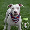 adoptable Dog in Omaha, NE named Moose