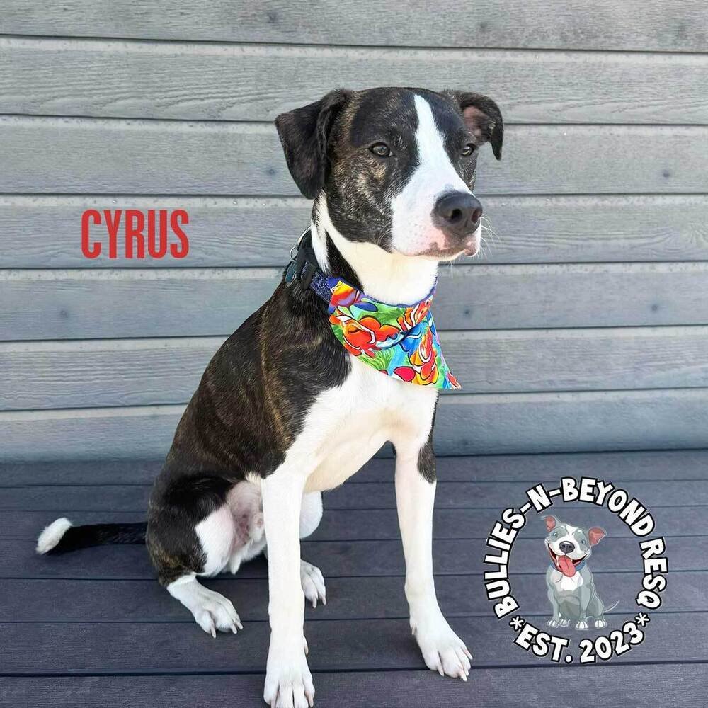 adoptable Dog in Omaha, NE named Cyrus