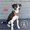 adoptable Dog in  named Cyrus