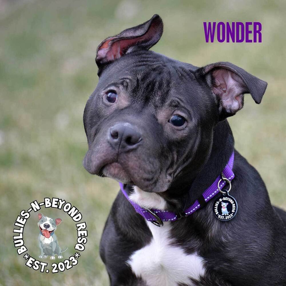 adoptable Dog in Omaha, NE named Wonder