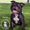 adoptable Dog in Omaha, NE named Wonder