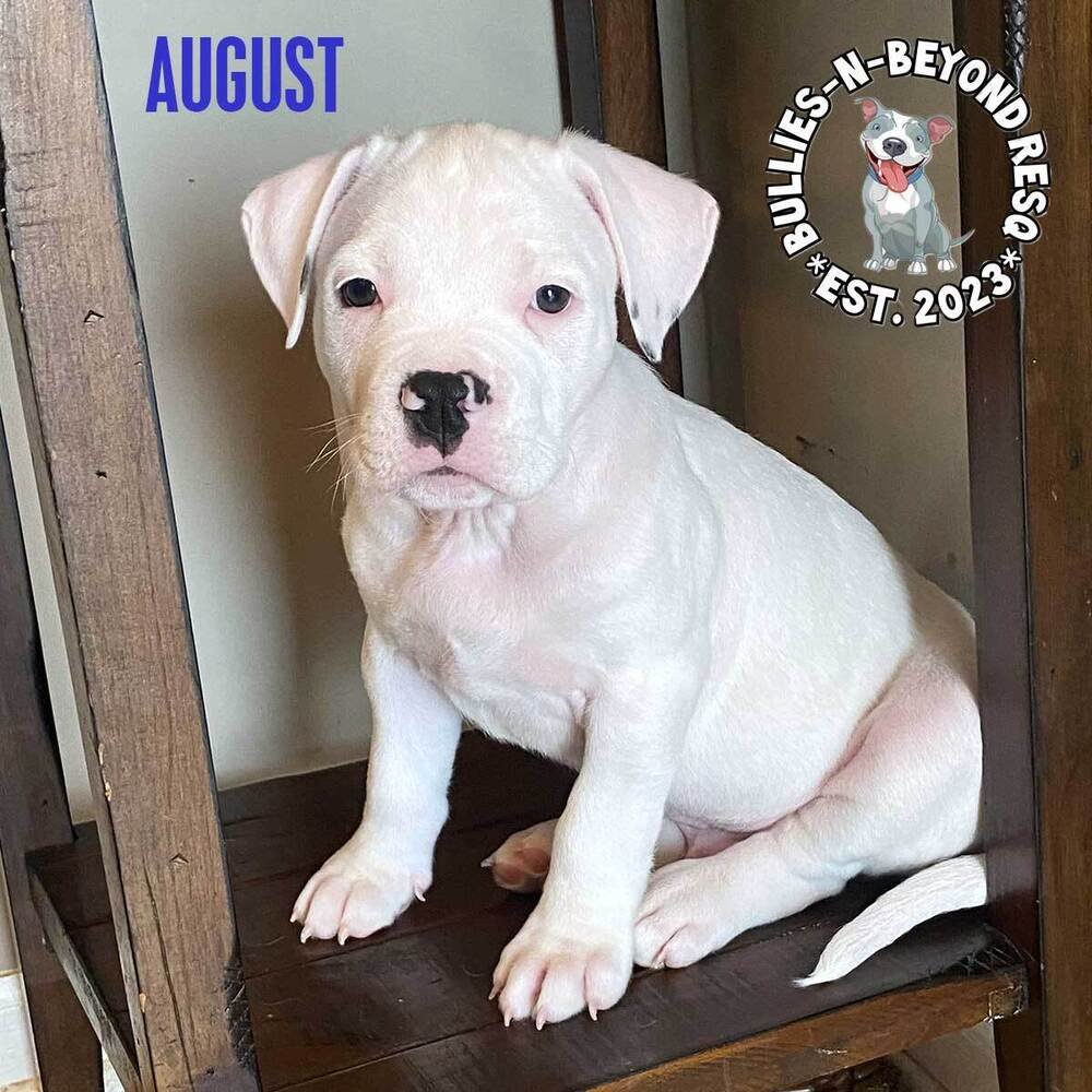 adoptable Dog in Omaha, NE named Litter of 5:  August