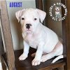 adoptable Dog in  named Litter of 5:  August