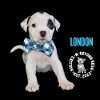 adoptable Dog in  named Litter of 5:  London