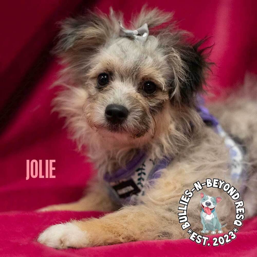 adoptable Dog in Omaha, NE named Jolie