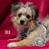 adoptable Dog in , NE named Jolie