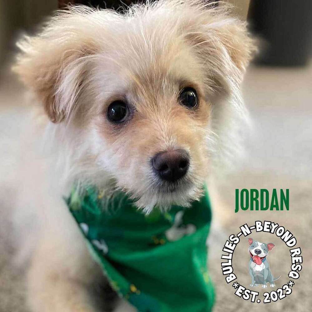 adoptable Dog in Omaha, NE named Jordan