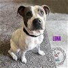 adoptable Dog in , NE named Luna