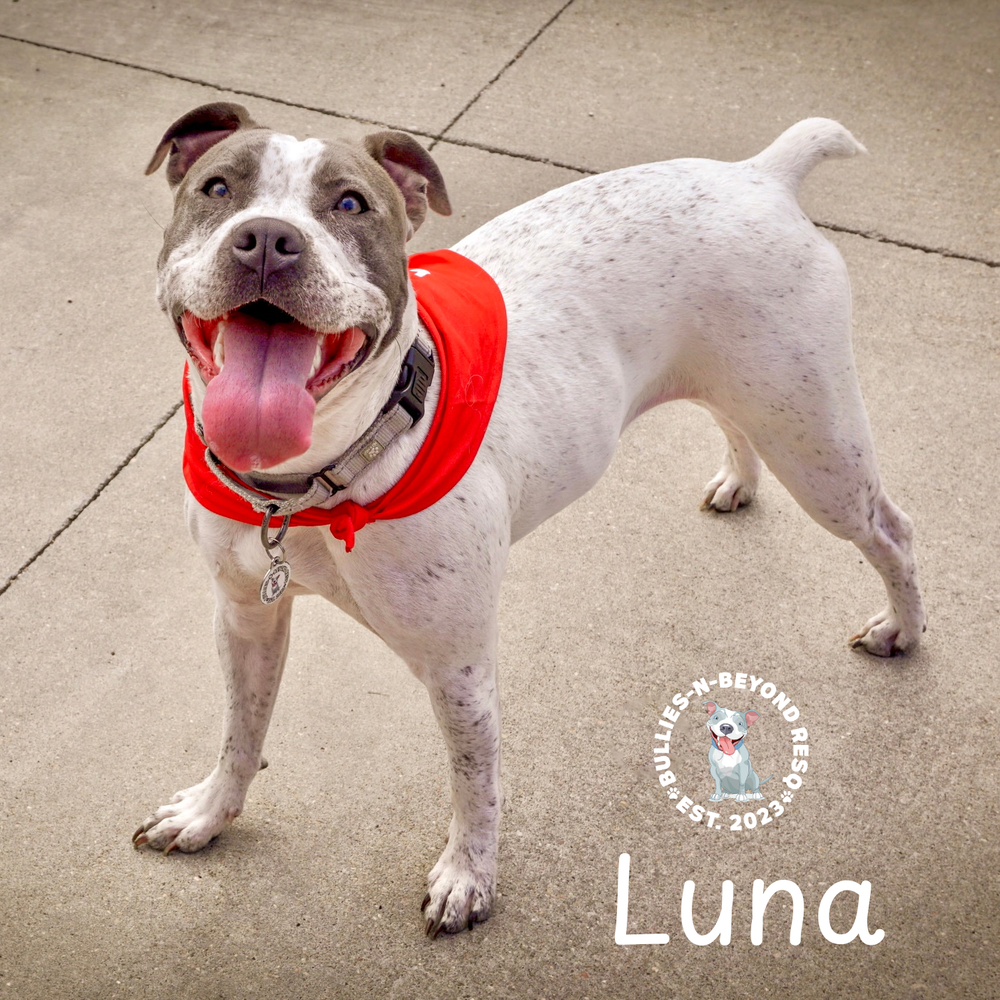 adoptable Dog in Omaha, NE named Luna