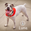 adoptable Dog in , NE named Luna