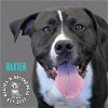 adoptable Dog in omaha, NE named Baxter