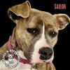adoptable Dog in , NE named Sailor