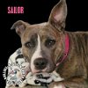 adoptable Dog in  named Sailor