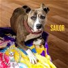 adoptable Dog in  named Sailor