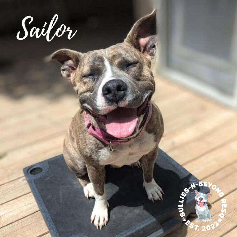 adoptable Dog in Omaha, NE named Sailor