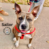 adoptable Dog in  named Sailor