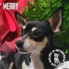 adoptable Dog in  named Merry