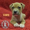 adoptable Dog in  named Zodiac Litter: Scorpio
