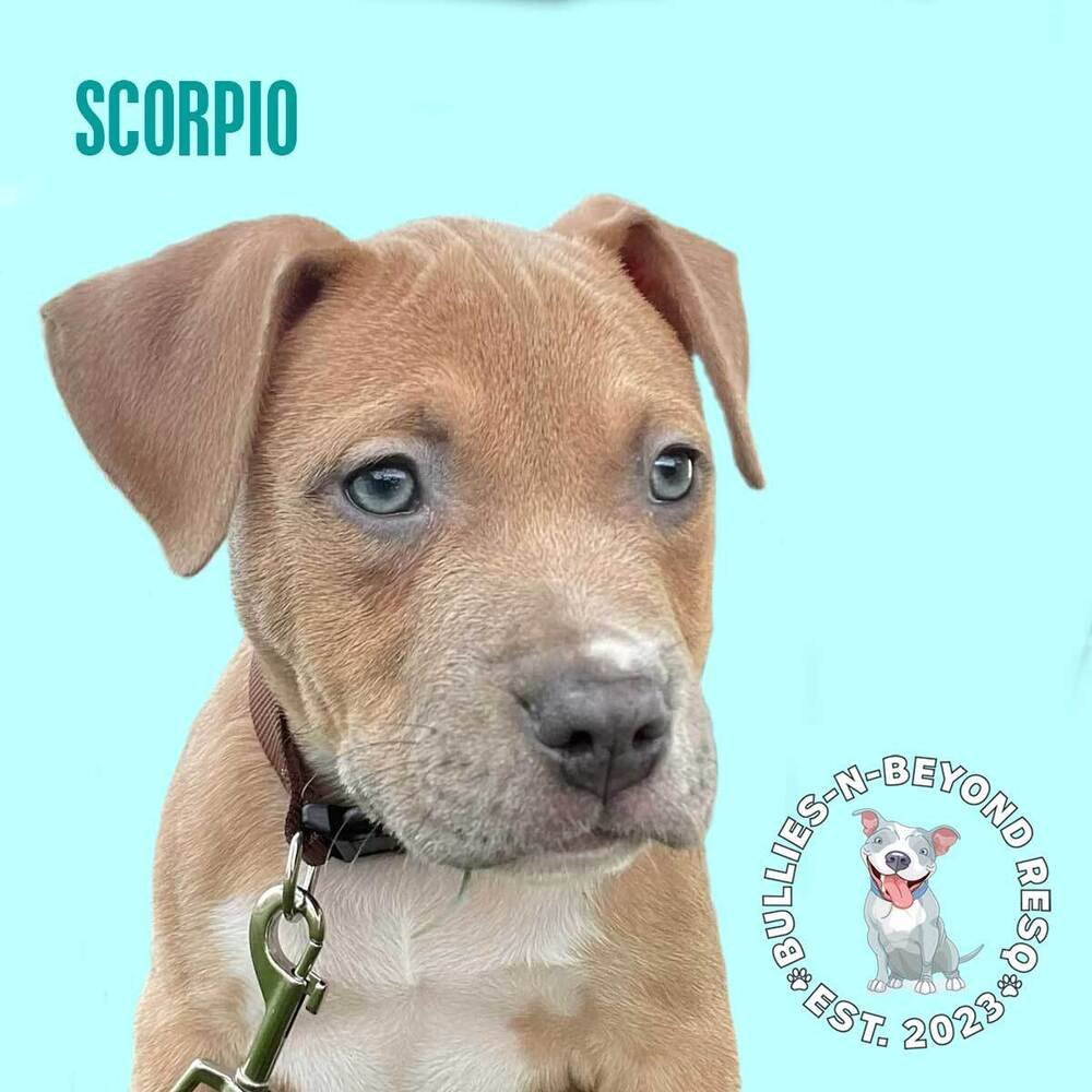 adoptable Dog in Omaha, NE named Zodiac Litter: Scorpio