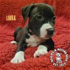 adoptable Dog in omaha, NE named Zodiac Litter: Libra