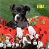 adoptable Dog in , NE named Zodiac Litter: Libra