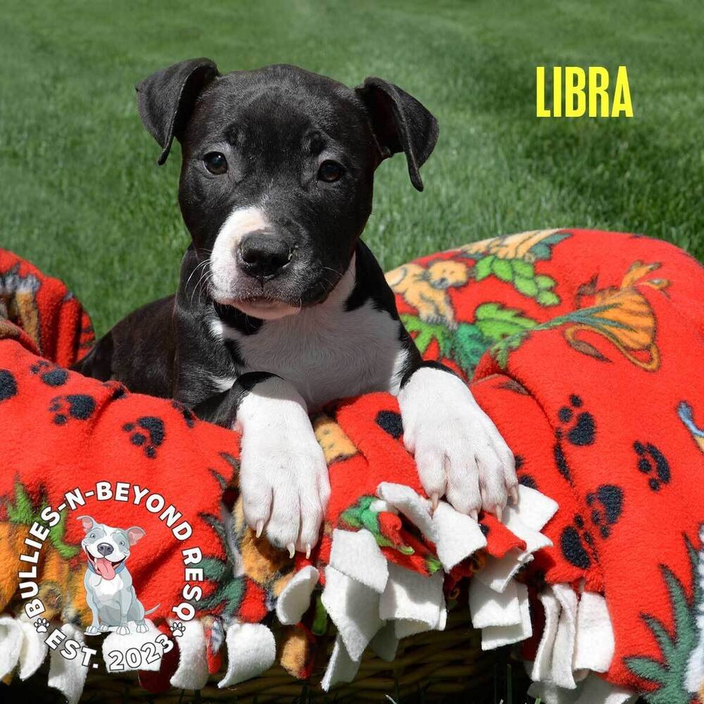 adoptable Dog in Omaha, NE named Zodiac Litter: Libra