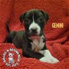 adoptable Dog in omaha, NE named Zodiac Litter: Gemini