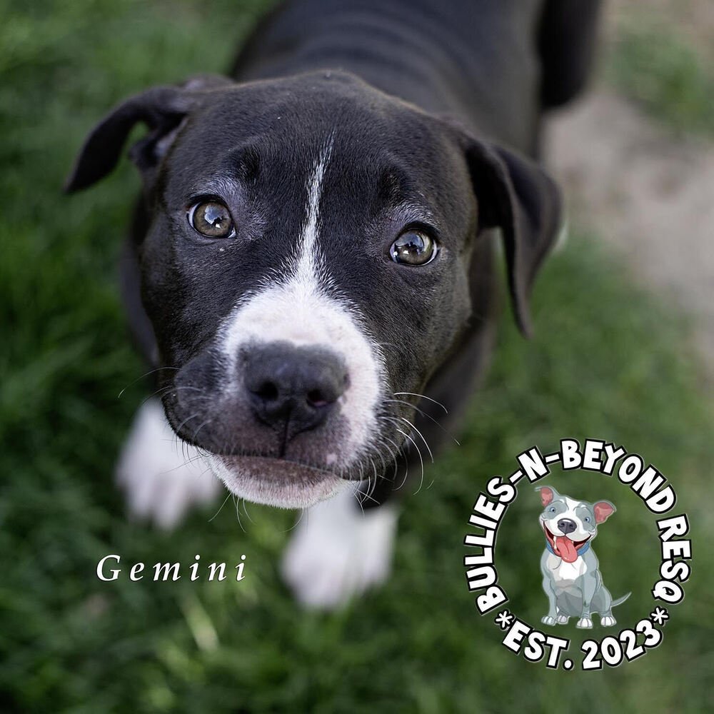 adoptable Dog in Omaha, NE named Zodiac Litter: Gemini