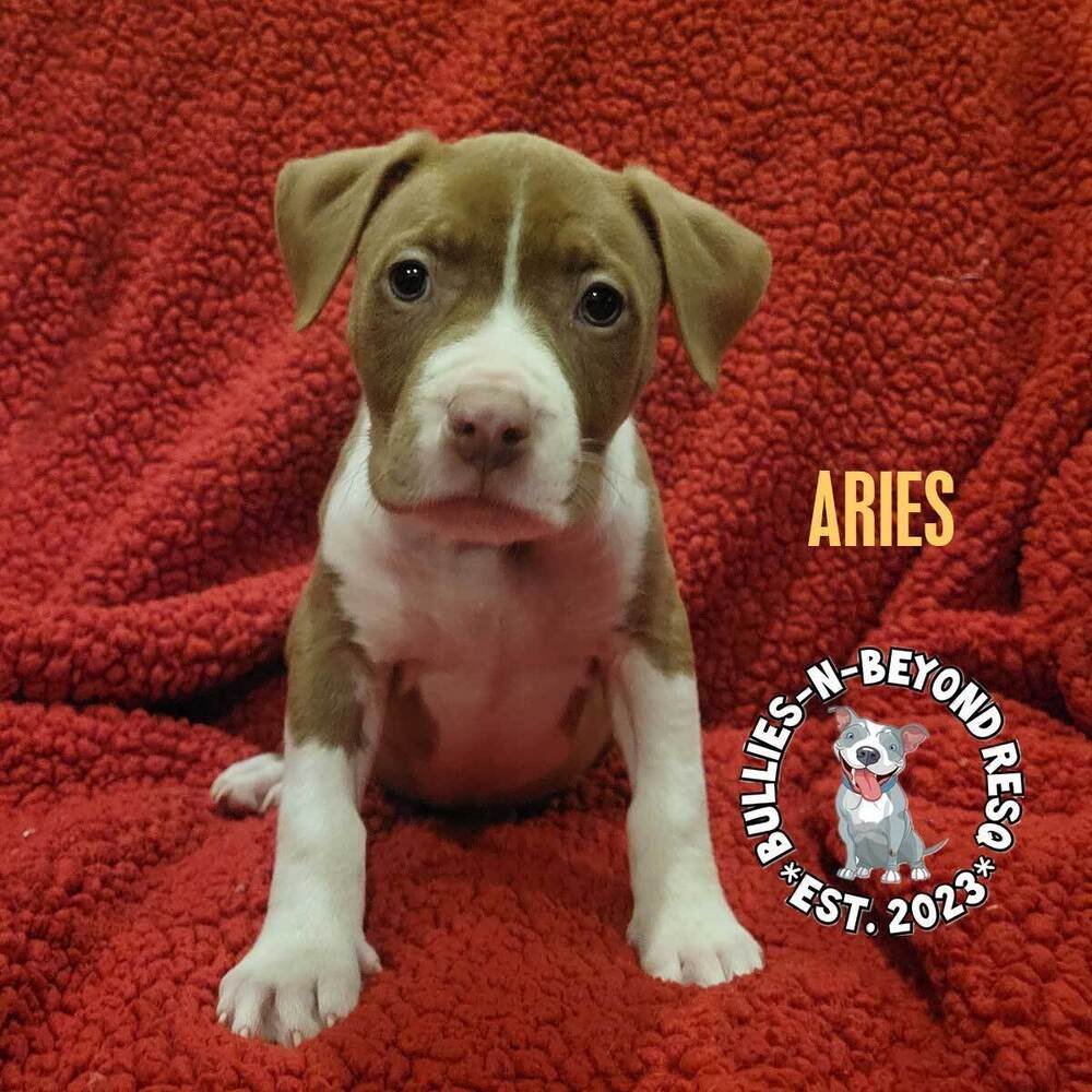 adoptable Dog in Omaha, NE named Zodiac Litter: Aries